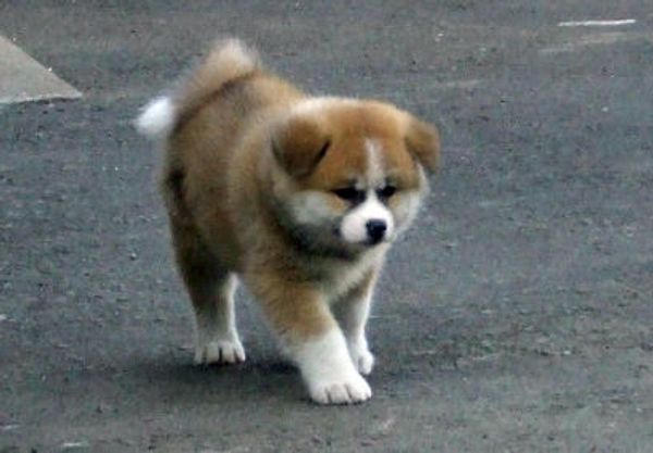 Vladimir Putin’s Four-legged Gifts  - Sputnik International