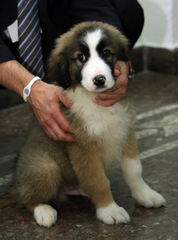 Vladimir Putin’s Four-legged Gifts  - Sputnik International