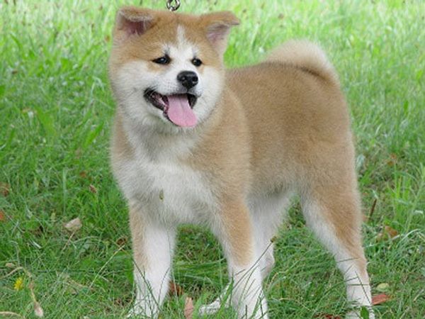 an Akita Inu puppy named Yume an Akita Inu puppy named Yume - Sputnik International