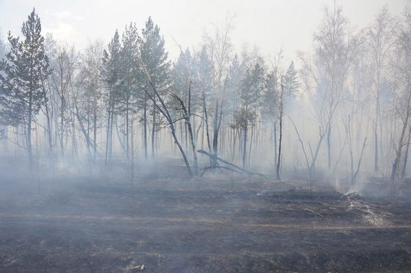 Wildfires in Russia Wildfires in Russia - Sputnik International