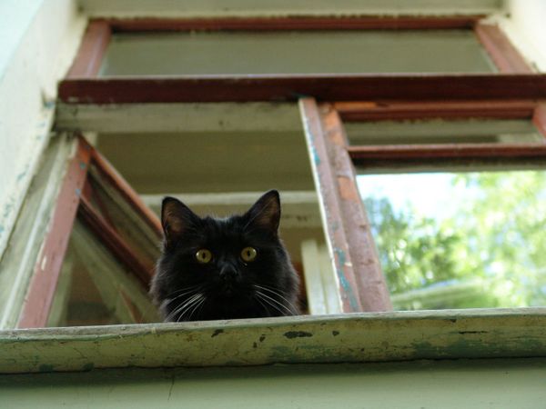 Falling Cat in Russia Dents Car, Gets Owner Fined - Sputnik International