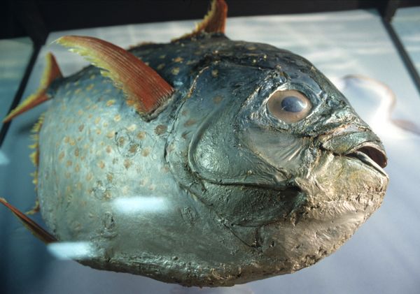 Piranhas Found in Greek-Turkish Border River - Sputnik International