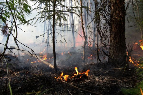 Forest fire. Archive. Forest fire. Archive. - Sputnik International