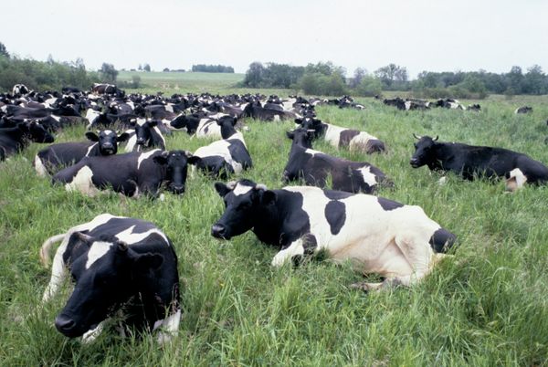 Herd (archive) - Sputnik International