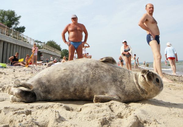 Baltic Seal Settles on Beach Near Kaliningrad - Sputnik International