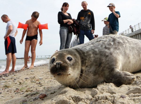 Baltic Seal Settles on Beach Near Kaliningrad - Sputnik International