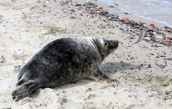 Baltic Seal Settles on Beach Near Kaliningrad - Sputnik International