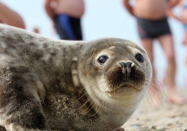 Baltic Seal Settles on Beach Near Kaliningrad - Sputnik International