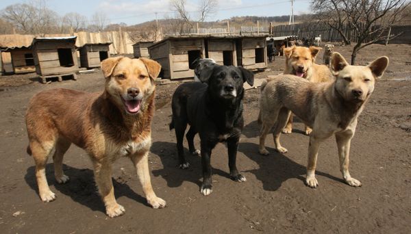 Russian Dog Rescued After 2 Weeks in Sewer Drain - Sputnik International