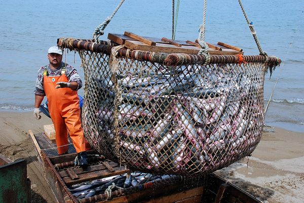China’s Pacific Andes Ordered to Sell Russian Fishing Assets China’s Pacific Andes Ordered to Sell Russian Fishing Assets - Sputnik International