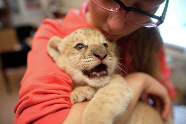 Ligress-Lion Hybrid Born at Novosibirsk Zoo - Sputnik International