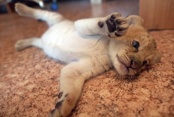 Ligress-Lion Hybrid Born at Novosibirsk Zoo - Sputnik International