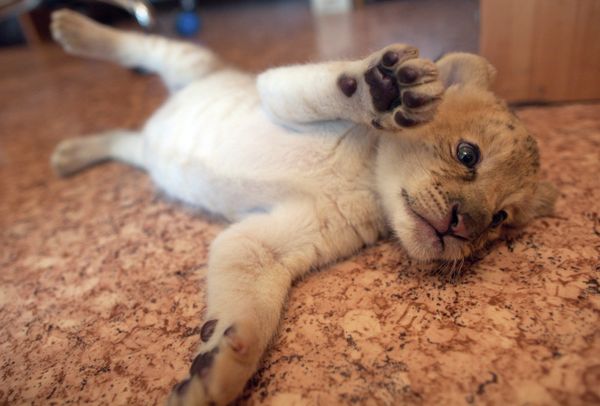 Ligress-Lion Hybrid Born at Novosibirsk Zoo - Sputnik International
