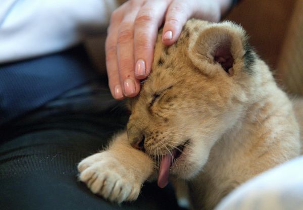 Ligress-Lion Hybrid Born at Novosibirsk Zoo - Sputnik International