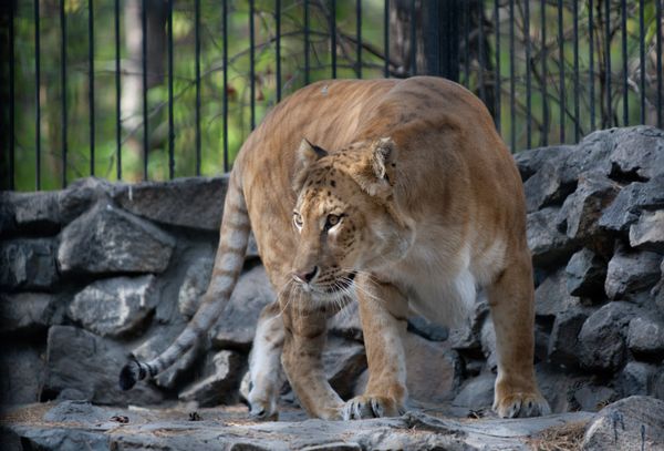 Ligress-Lion Hybrid Born at Novosibirsk Zoo - Sputnik International
