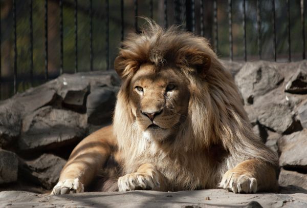 Ligress-Lion Hybrid Born at Novosibirsk Zoo - Sputnik International