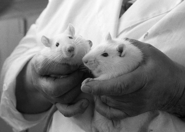 The gerbils were made deaf with a drug that killed nerve cells transmitting information from the ear to the brain - Sputnik International