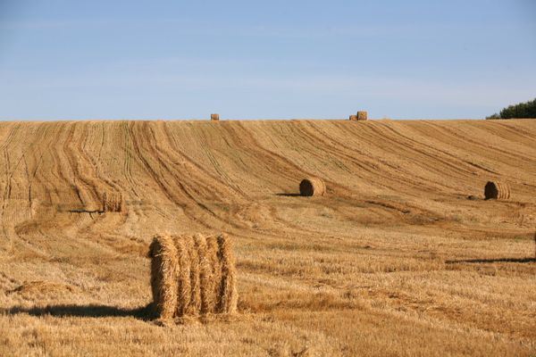 Man Steals 1.5 Tons of Hay to Apologize to Girlfriend - Sputnik International