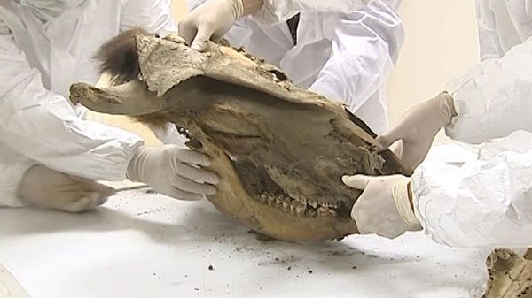 Living Mammoth Cell Found in Yakutia Revives Cloning Hopes          - Sputnik International