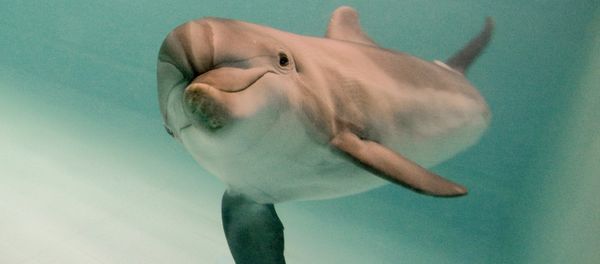 A dolphin - Sputnik International