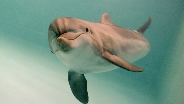 A dolphin - Sputnik International