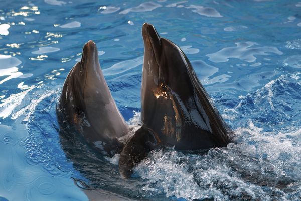 Dolphins Dolphins - Sputnik International