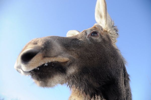 Elk Rescued at Murmansk Power Plant - Sputnik International