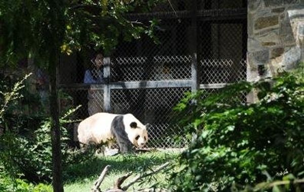 Cub's father Tian Tian  - Sputnik International