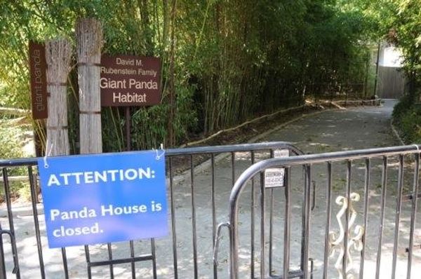 A sign outside the panda house  - Sputnik International