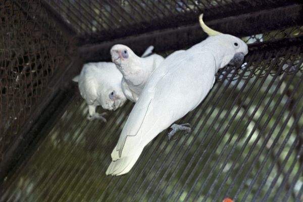 Сockatoo birds - Sputnik International