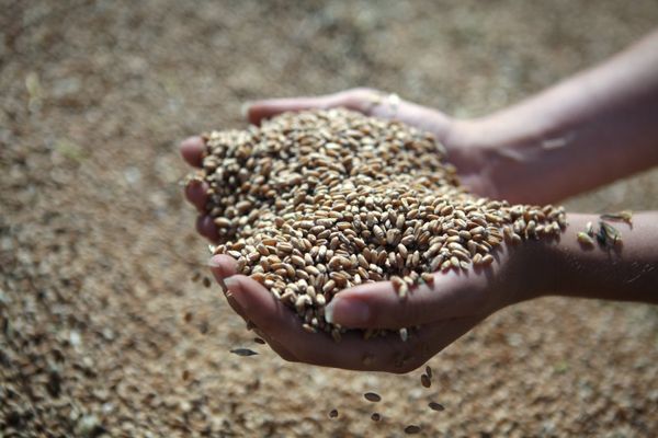 U.S. Firm Shrugs Off Russia Corn Suspension          - Sputnik International