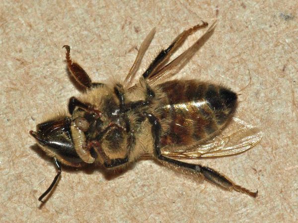 “Zombie Bee” - Sputnik International