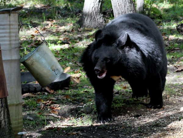 Asian Black Bears at Private Preserve in Primorye Territory - Sputnik International