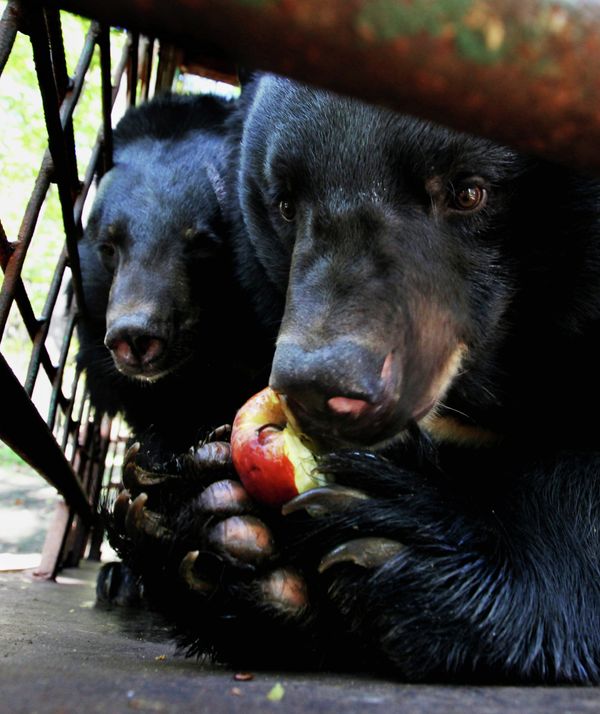 Asian Black Bears at Private Preserve in Primorye Territory - Sputnik International