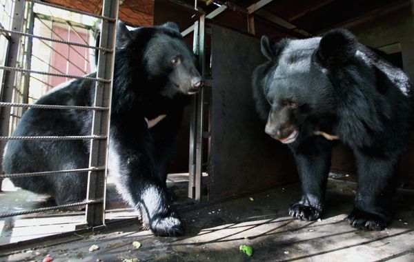Asian Black Bears at Private Preserve in Primorye Territory - Sputnik International