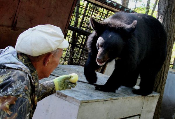 Asian Black Bears at Private Preserve in Primorye Territory - Sputnik International