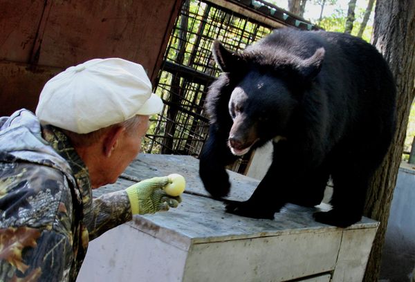 Asian Black Bears at Private Preserve in Primorye Territory - Sputnik International