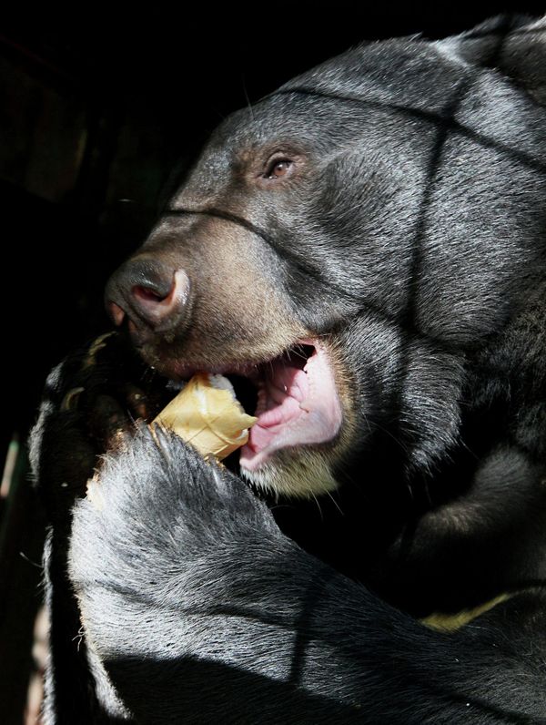 Asian Black Bears at Private Preserve in Primorye Territory - Sputnik International