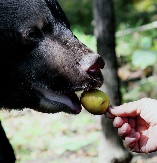 Asian Black Bears at Private Preserve in Primorye Territory - Sputnik International