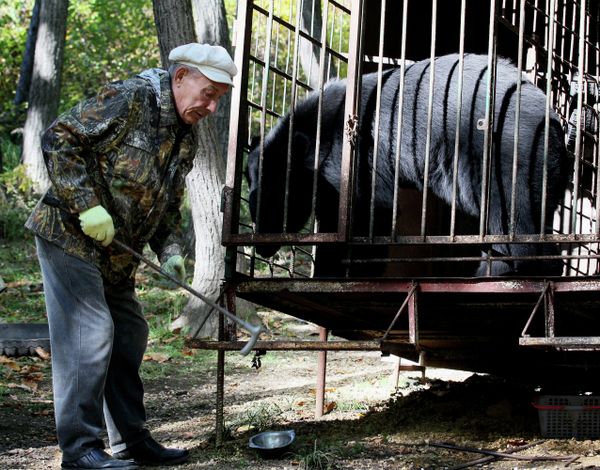 Asian Black Bears at Private Preserve in Primorye Territory - Sputnik International
