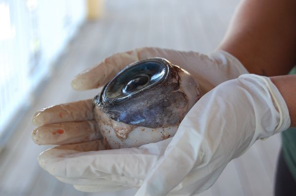 Giant Eyeball Washes Up on US Beach - Sputnik International