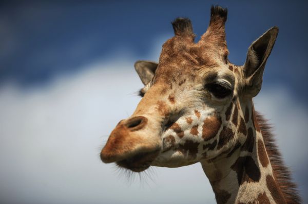Third Giraffe in Month Dies in Russian Zoo Third Giraffe in Month Dies in Russian Zoo - Sputnik International