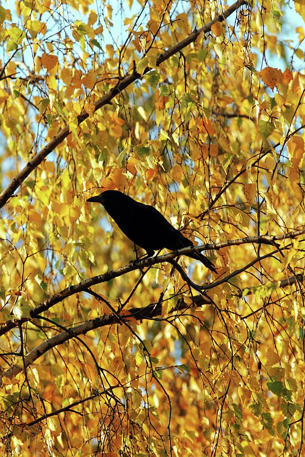 Real-Life Angry Birds: Crows Bomb Cars in Urals   - Sputnik International