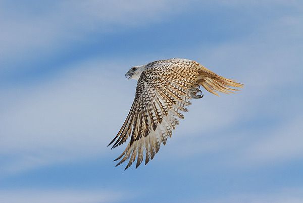 Gyrfalcon - Sputnik International