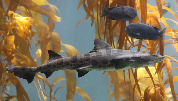 A Leopard shark swimming in a kelp forest in the 70,000 gallon kelp tank at Scripps Aquarium in La Jolla, California - Sputnik International