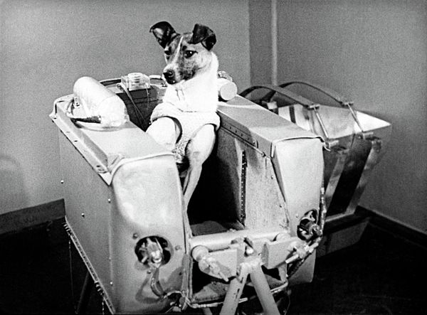 Laika, first dog in space - Sputnik International