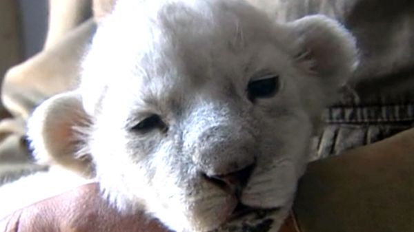 Rare White Lion Cub Nursed by Dog at China Amusement Park    - Sputnik International