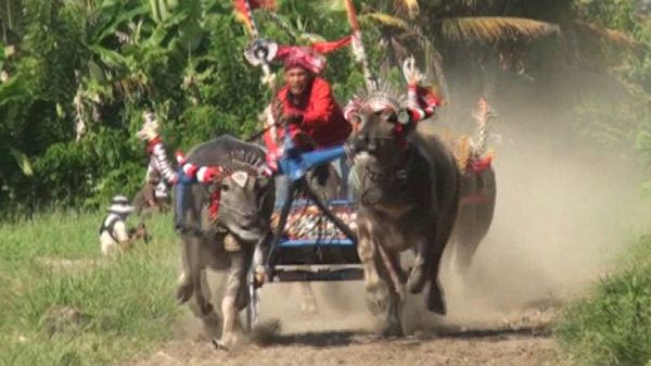 Buffalo-Drawn Chariot Race Along Dusty Roads at 60 kph - Sputnik International
