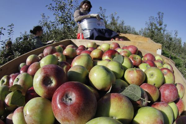 Poland used to be a major importer of apples to Russia before the imposed food embargo - Sputnik International