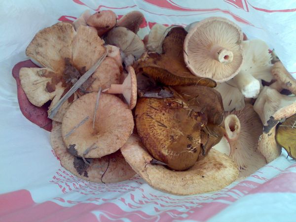 Mushrooms - Sputnik International